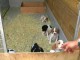 Chiots epagneul breton