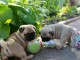 Adorable chiots carlin