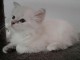 Chaton femelle de type Sibérie