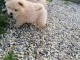 Adorables chiots chow chow de 3 mois