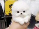 Pomeranien teacup a donner