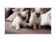 Sacré de Birmanie disponibles pour adoption
