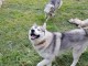 Husky Sibérien pour adoption