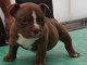 Magnifiques American bully disponible;