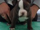 Magnifiques American bully disponible;