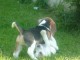 4 Chiots beagle a donner