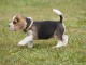 4 Chiots beagle a donner