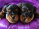  Superbes Chiots Yorkshire Terrier