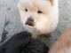 Adorables chiots chow chow de 3 mois