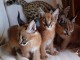 chatons savannah , serval et caracal