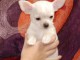 Magnifique chiot Chihuahua mâle à donner