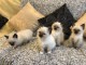  4 magnifiques chatons Sacré de Birmanie