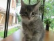 Adorable chatons maine coon haute lignée autenthiques en parfaite