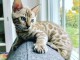 donne chaton bengal contre bon soin