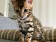  A DONNER CHATON BENGAL LOOF