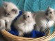 Chatons sacre de Birmanie adonner Gratuitement 