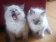 Chatons Sacre de Birmanie adonner