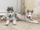  Adorable Chiots Husky Siberien A Donner