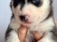 jolie chiots husky siberienne a donne