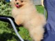 Chiots Spitz Allemands Nains à donner