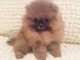 Adorables chiots Spitz nains