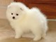   Adorables chiots Spitz nains