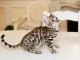 ADORABLES CHATONS BENGAL BROWN