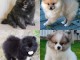 CHIOTS SPITZ NAIN FAUVE MÂLE ET FEMELLE