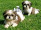 Magnifiques chiots shih tzu