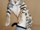 magnifique  chatons bengal a donner