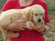 Chiots Golden Retriever à donner