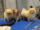 MAGNIFIQUE SPITZ NAIN FAUVE DISPONIBLE