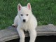 A donner Magnifique A DONNER chiot SIBERIAN HUSKY.