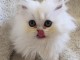 Magnifique Chatons Persan Disponible