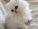 Magnifique Chatons Persan Disponible