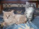 Chatons norvégien loof