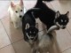 CHIOTS HUSKY SIBERIE A DONNER PAS A VENDRE 