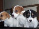 CHIOTS JACK RUSSEL A DONNER POUR BONS SOINS