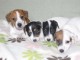 CHIOTS JACK RUSSEL A DONNER PAS A VENDRE 