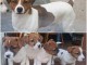 CHIOTS JACK RUSSEL A DONNER PAS A VENDRE