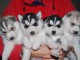 CHIOTS HUSKY SIBERIE A DONNER PAS A VENDRE 