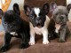 Chiots bouledogue français Lof à donner