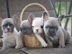 Adorables Chiots bouledogue français Lof 