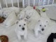 Chiots westie inscrits au lof