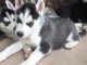 CHIOTS HUSKY A DONNER POUR BONS SOINS