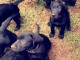 Vends Chiots labradors 