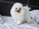 Adorable chiots spitz nain non lof