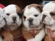 A donner Adorables 7 Chiots bouledogue anglais lof