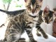 Adorables chatons bengal