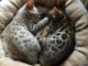 Adorables chatons bengal